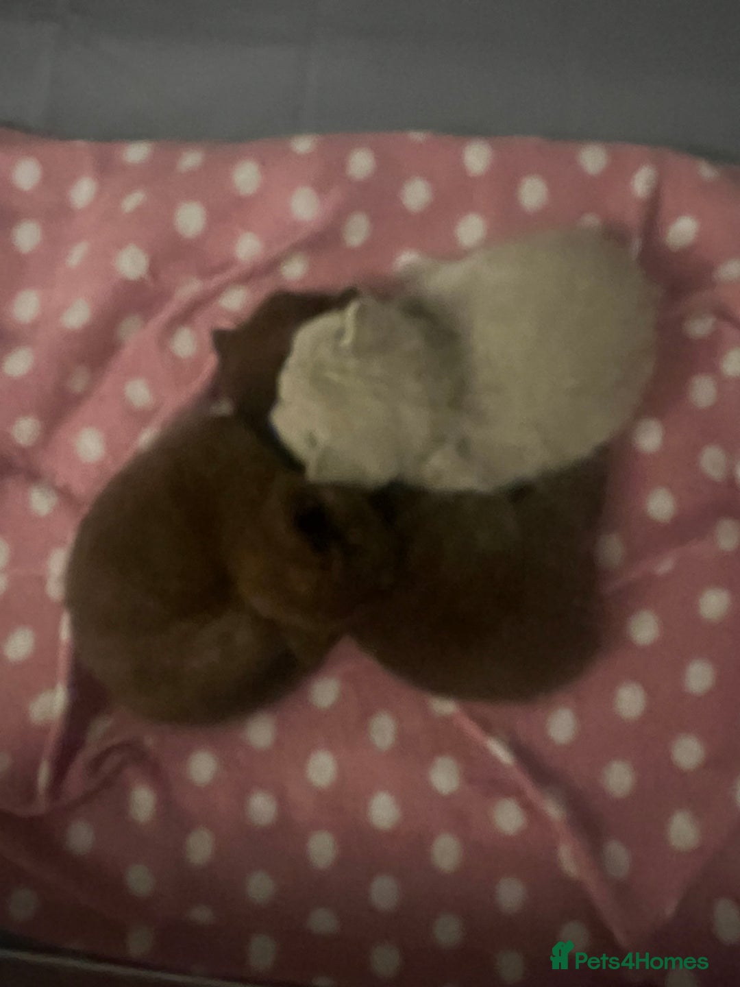 British Shorthair cats for sale: GCCF British shorthair kittens  - Advert 36