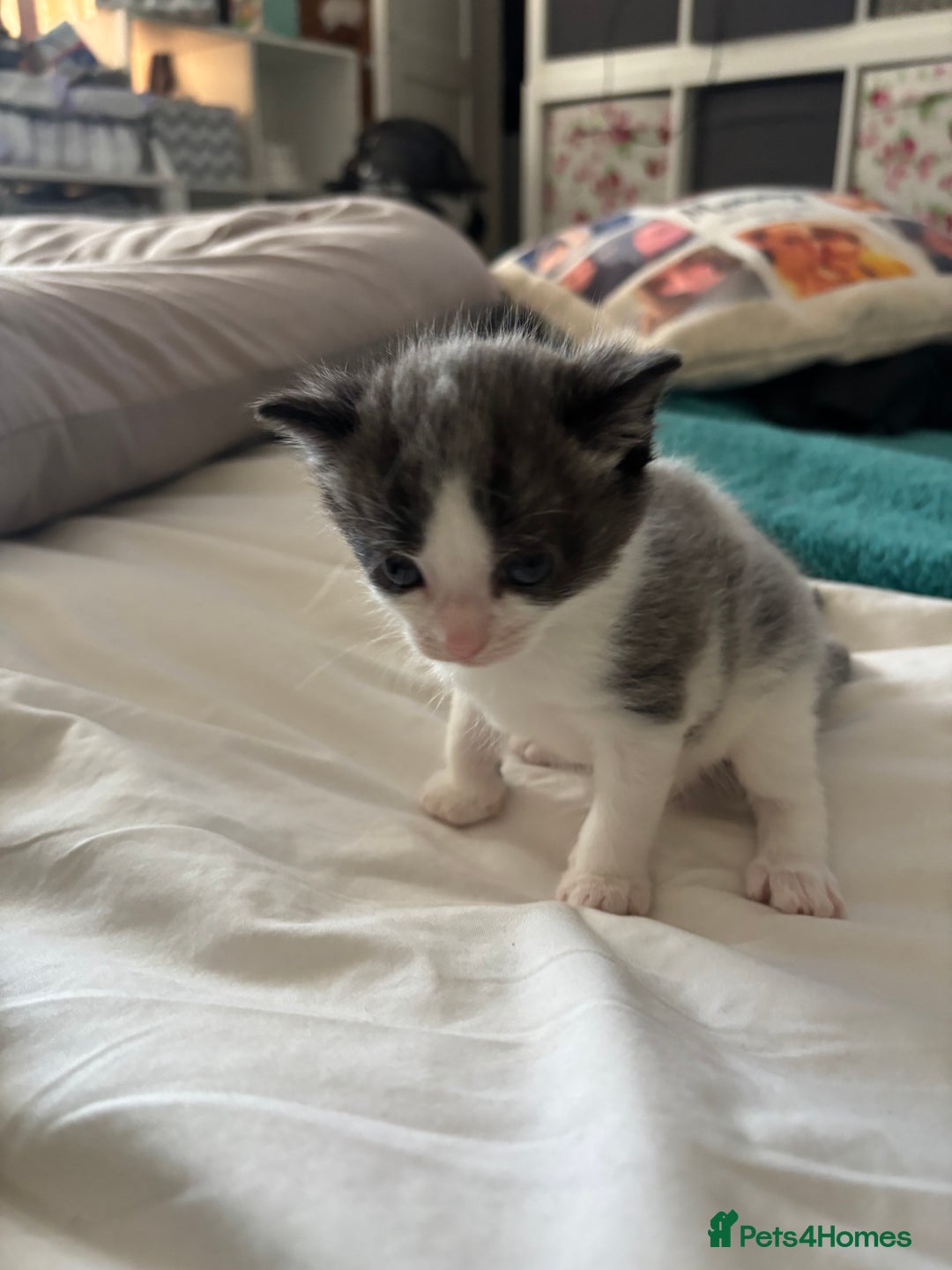 Mixed Breed cats for sale: Beautiful tabby x Ragdoll kittens for sale ! - Advert 20