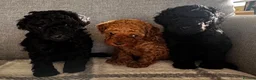 Toy Poodle dogs for sale: Beautiful Toy Poodle Puppies All Girls For Sale - Advert 10