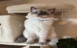 Ragdoll cats for sale: Pure blue point boy Ragdoll 7months sale london - Image 6
