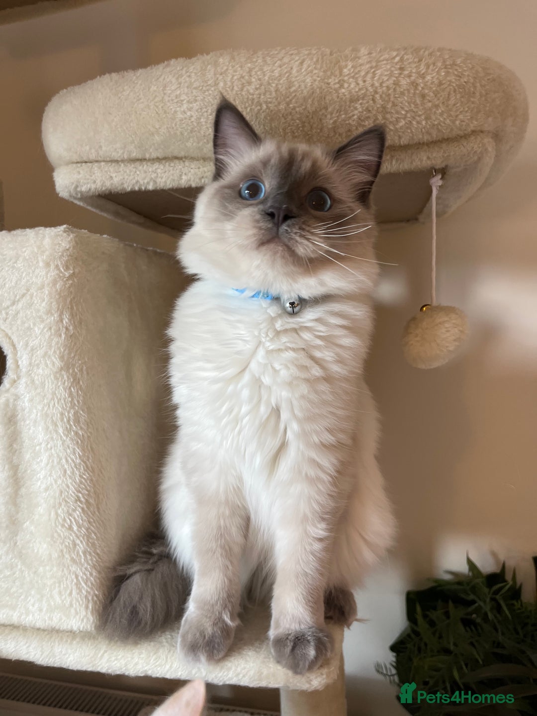 Ragdoll cats for sale: Pure blue point boy Ragdoll 7months sale london - Image 6
