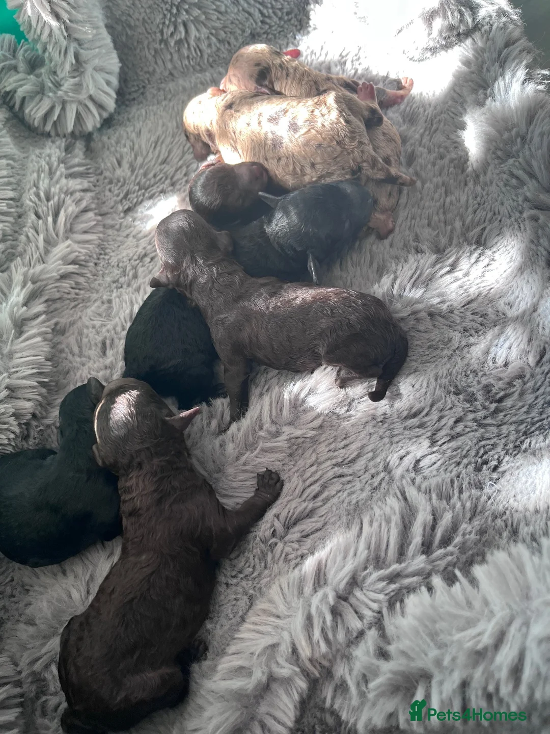 Miniature Poodle dogs for sale: 5 star Miniature poodle puppies  - Advert 4