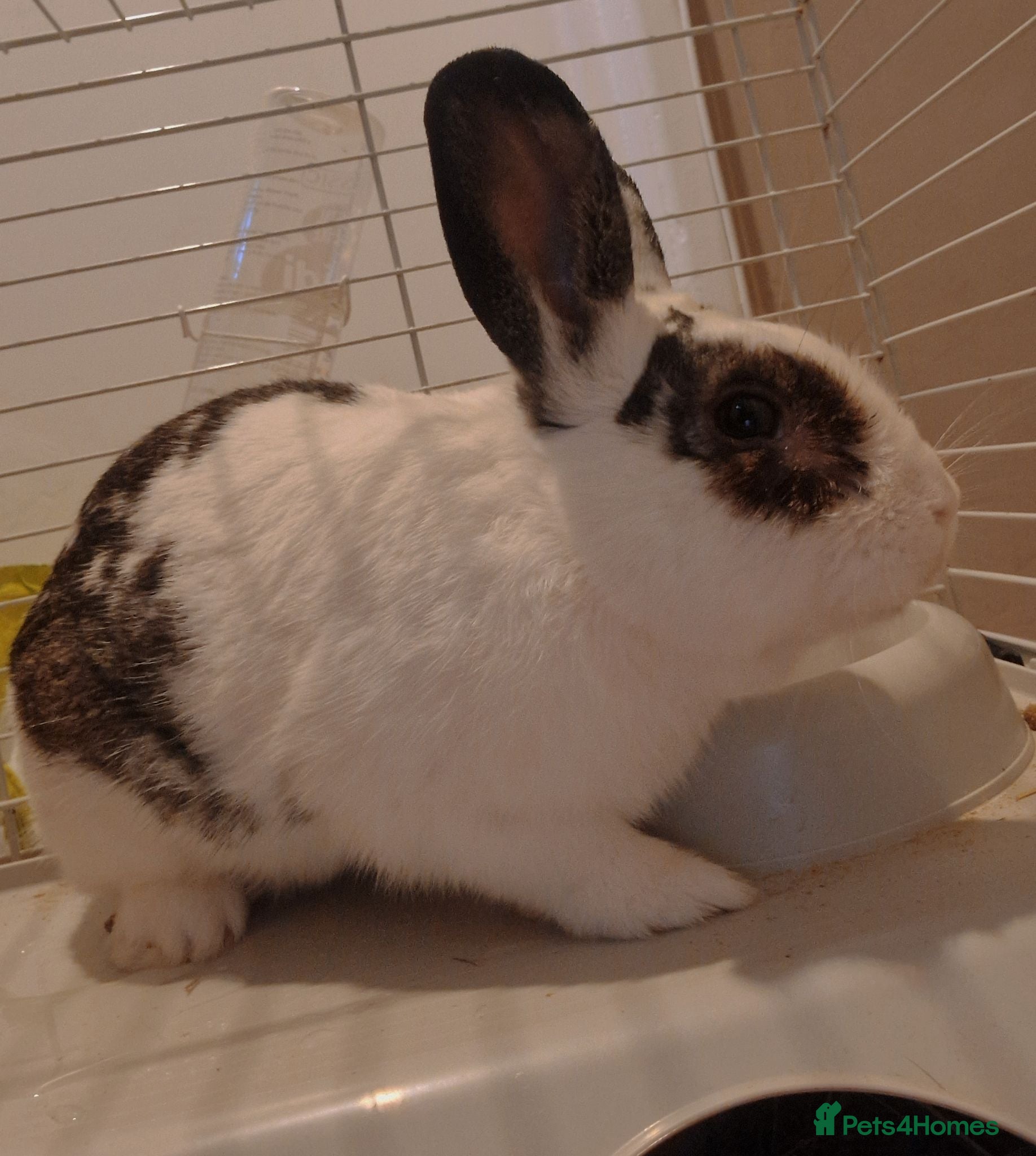 Dutch rabbits FREE MALE BUNNY - Advert 2