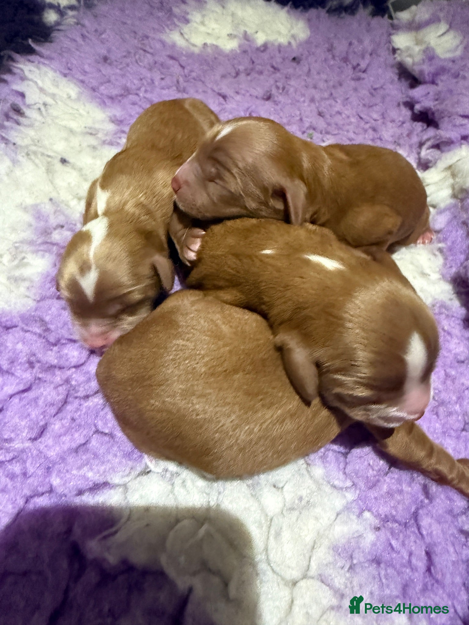 Cavapoo dogs Cavapoo f1 fully health tested, mum and dad here - Advert 2