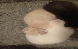 British Shorthair cats for sale: White and cream kittens!!! 😻 - Advert 3