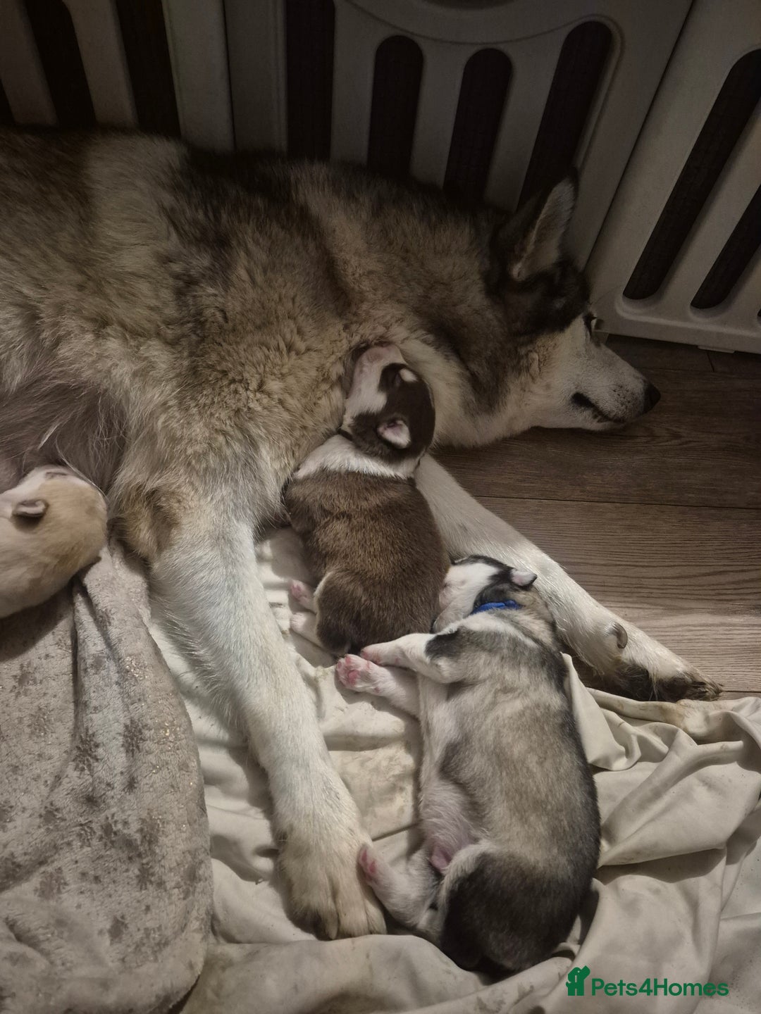 Alaskan Malamute dogs for sale: Beautiful husky malmute puppies - Advert 22