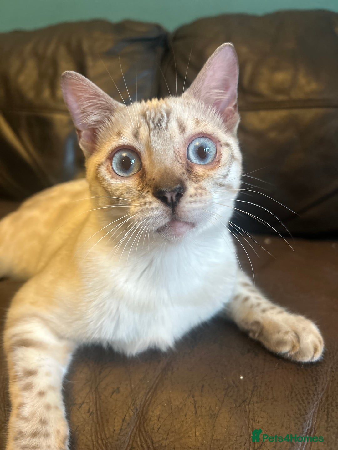 Bengal cats for sale: Unbelievably friendly TICA reg kittens  - Image 30