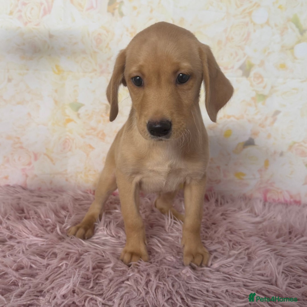 Labrador Retriever dogs for sale: Adorable Yellow Labradors *Ready Now* - Image 21
