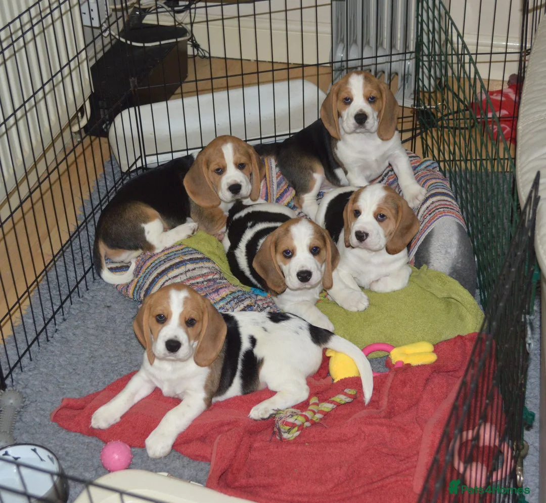 Beagle dogs for sale: CH Sired, Fully Health Tested, KC Reg, Beagle Pups - Advert 16