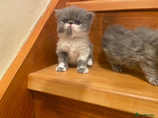 Persian cats Stunning pedigree Persian kittens - Advert 2