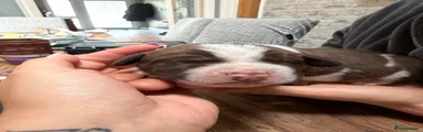 Mixed Breed 2