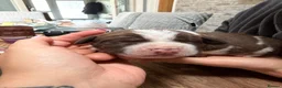 Mixed Breed dogs for sale: English bull dog cross springer  - Advert 7