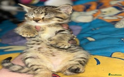 Mixed Breed cats for sale: READY NOW 3 kittens left! in Letchworth Garden City - Image 2