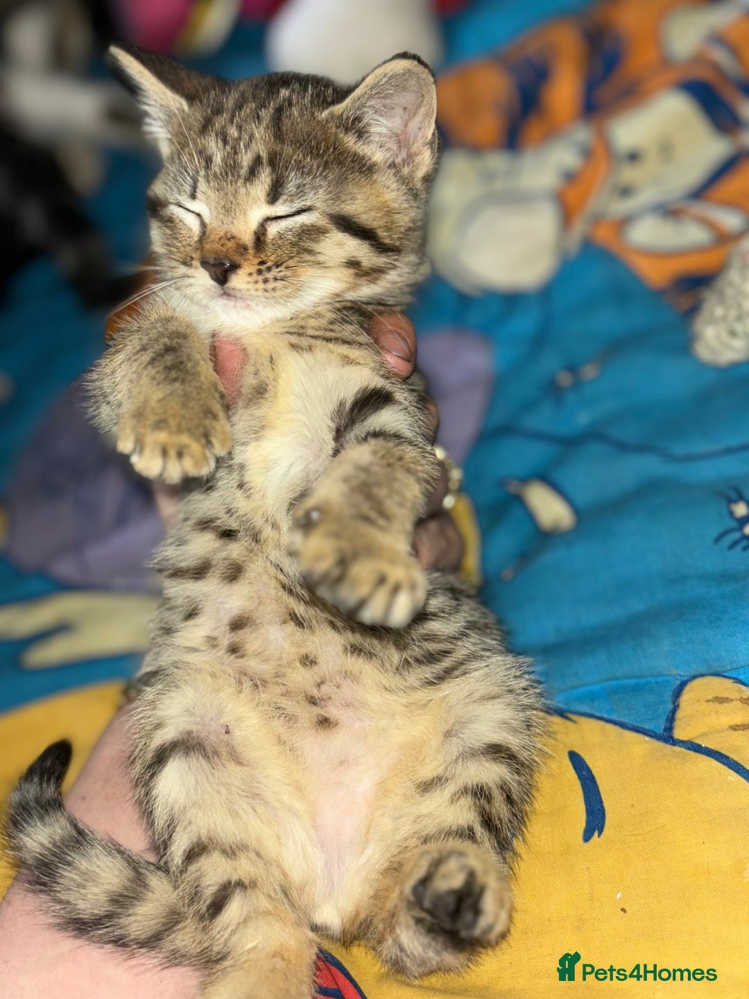 Mixed Breed cats for sale: READY NOW 3 kittens left! in Letchworth Garden City - Image 2