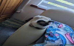 Ragdoll cats for sale: Ragdoll females for rehoming 3 years old  - Image 1