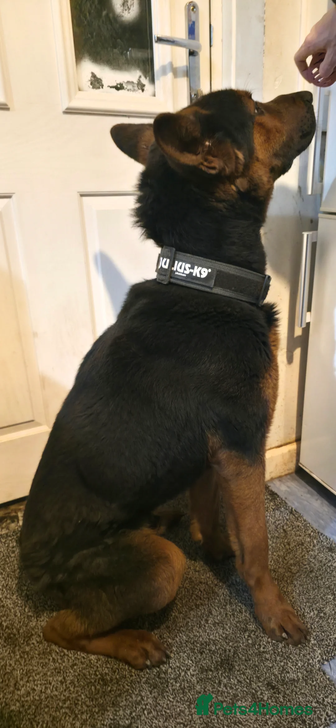 Mixed Breed dogs for sale: Tyson Chinese red dog/German shepherd  - Advert 3