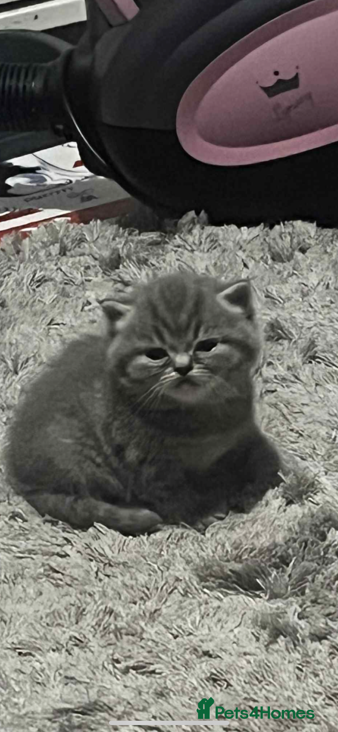 Persian cats for sale:  Persian Himalayan, blue point  - Image 11
