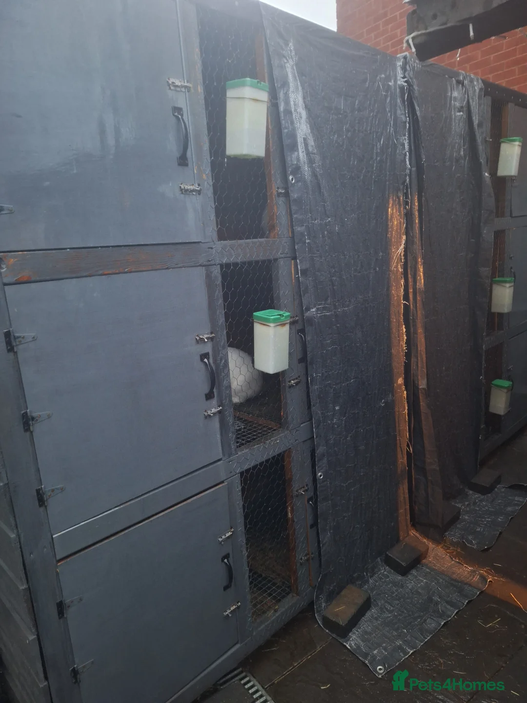 Mixed Breed rabbits for sale: New Zealand cross Californian rabbits Colony - Advert 24