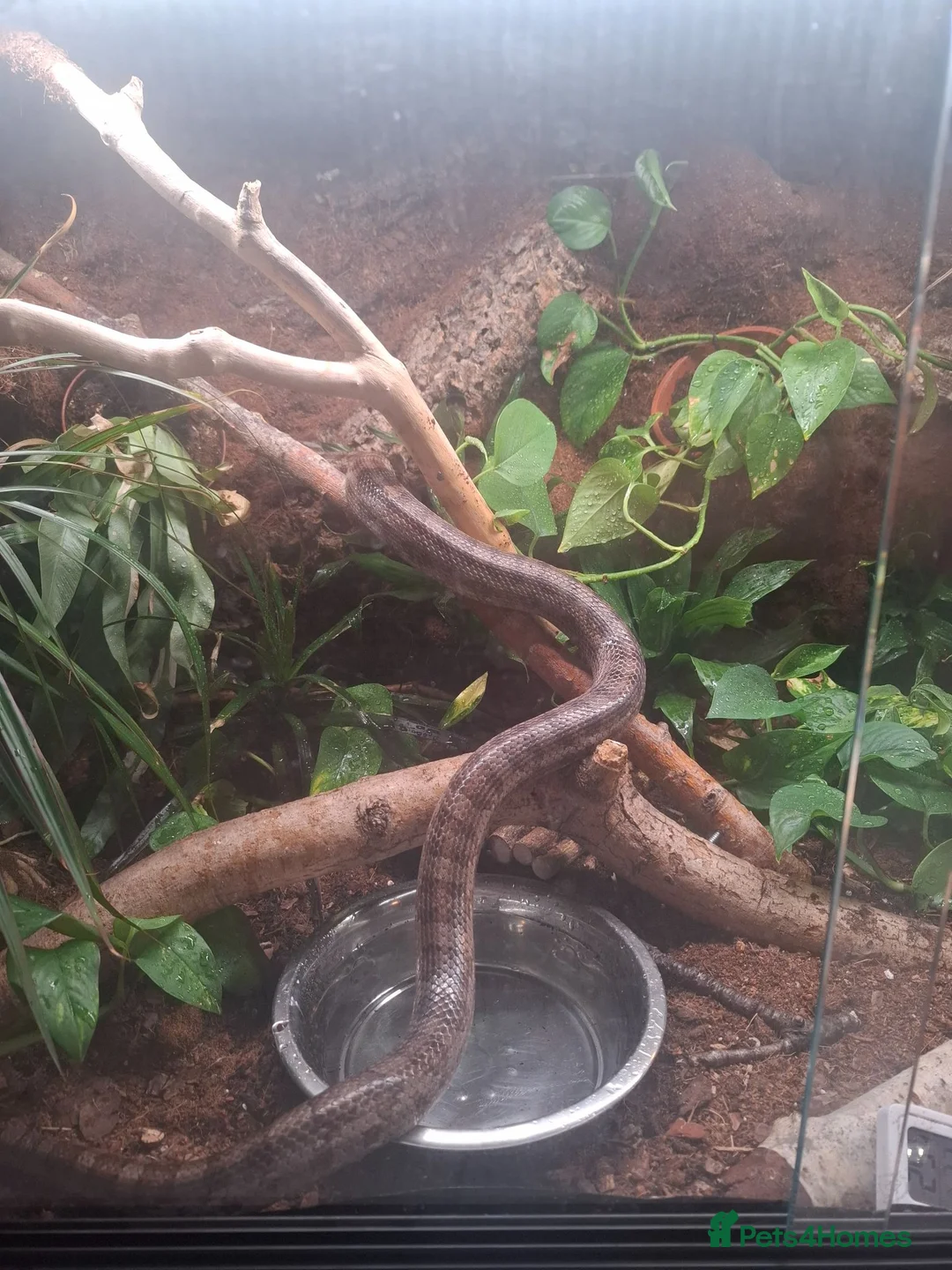 Corn Snake reptiles for sale: Corn snake  in Peterborough - Advert 1