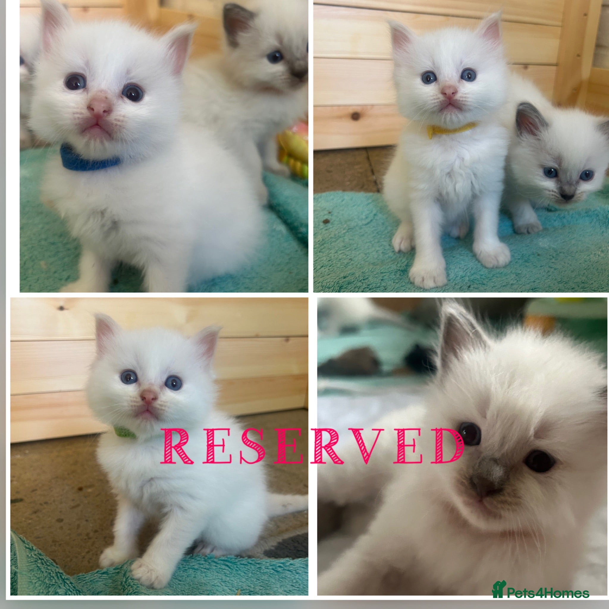 Ragdoll cats Beautiful ragdolls - Advert 11