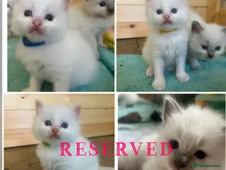 Ragdoll cats Beautiful ragdolls - Advert 11