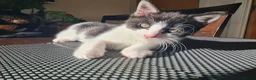 Mixed Breed cats for sale: ***Black and white Male kitten for sale*** - Advert 15