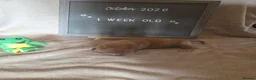 Golden Retriever dogs for sale: Dark red KC Golden retriever puppies in Preston - Advert 5