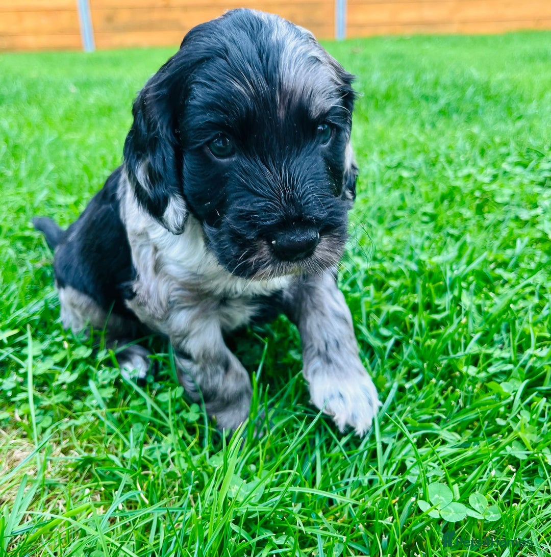 Cockapoo dogs for sale: Cockapoo Babies 🐾🐾🐾 - Image 4