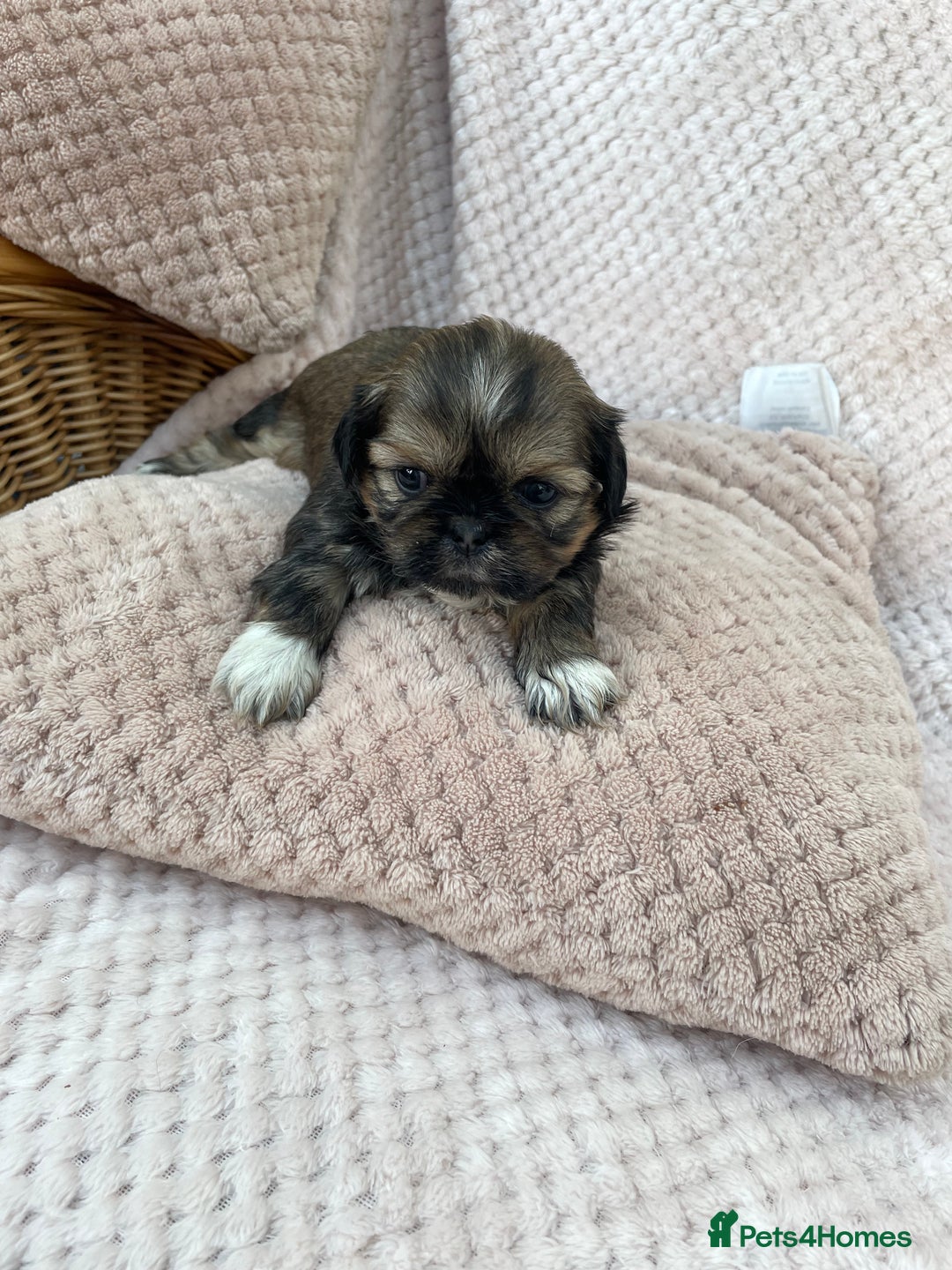 Mixed Breed dogs for sale: Lhasa apso cross shihtzu puppies. - Advert 35
