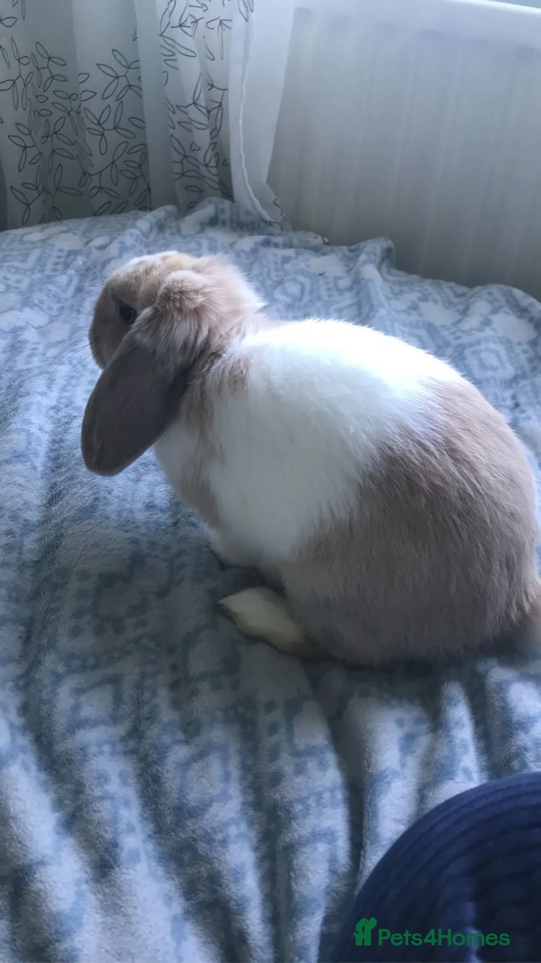 Mini Lop rabbits for sale: Neutered Male Rabbit Looking for a Loving Home in Saint Leonards-on-sea - Advert 2
