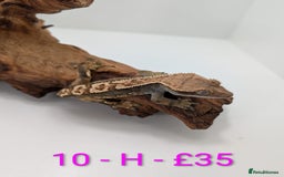 Gecko reptiles for sale: Adult Crested Geckos - Image 10