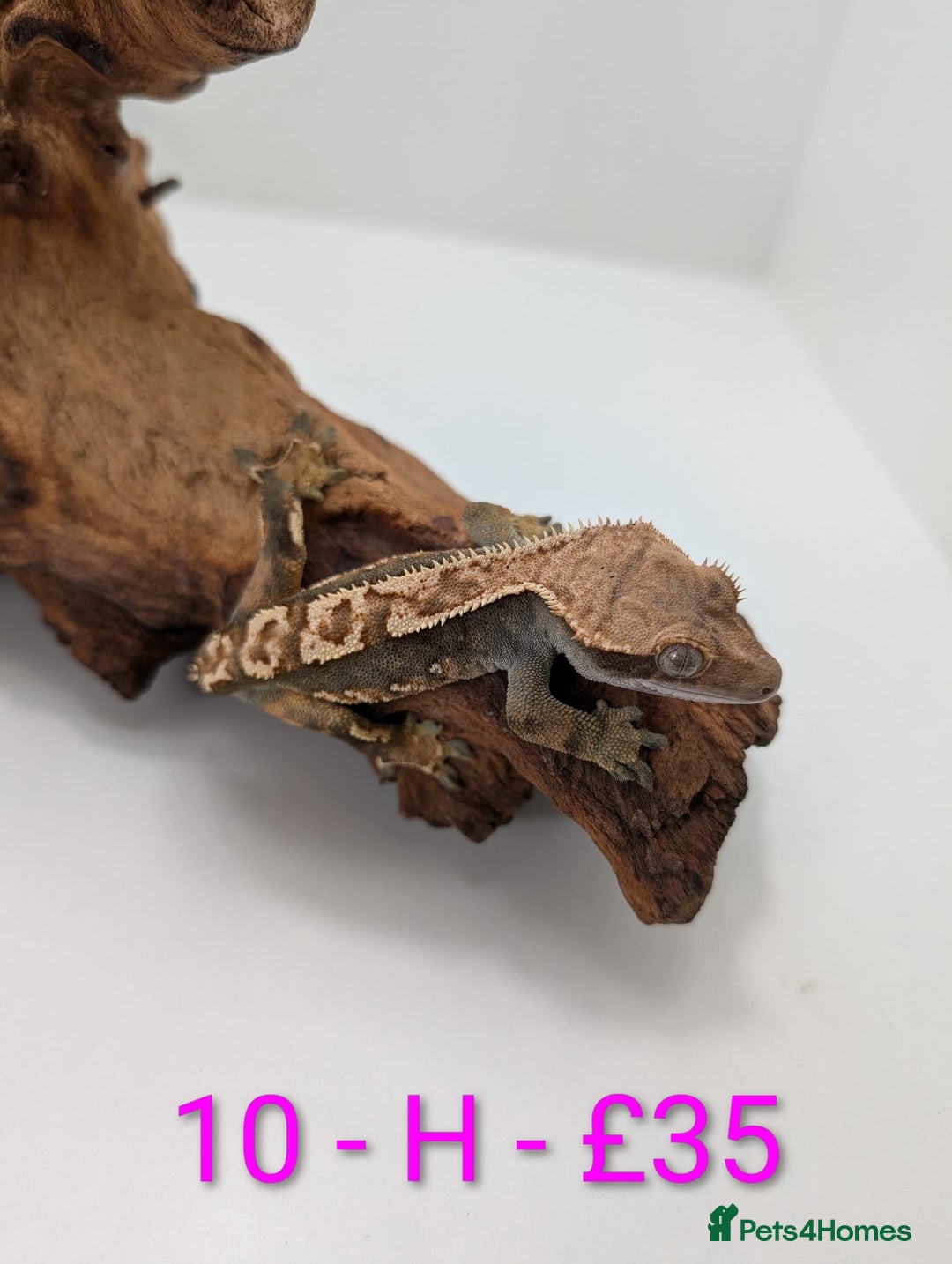 Gecko reptiles for sale: Adult Crested Geckos - Image 10