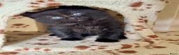 Mixed Breed cats for sale: 4 Fluffy kittens are ready to go  - Advert 13