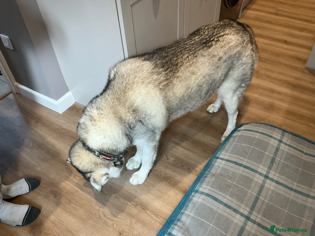 Siberian Husky dogs for sale: Ford the 3 year old husky - Advert 9