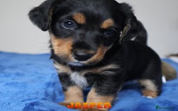 Mixed Breed dogs for sale: Parson Russell Cross Puppies  - Image 27