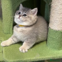 British Shorthair cats 3 GCCF British Shorthair Kittens– Champion Lines - Advert 7