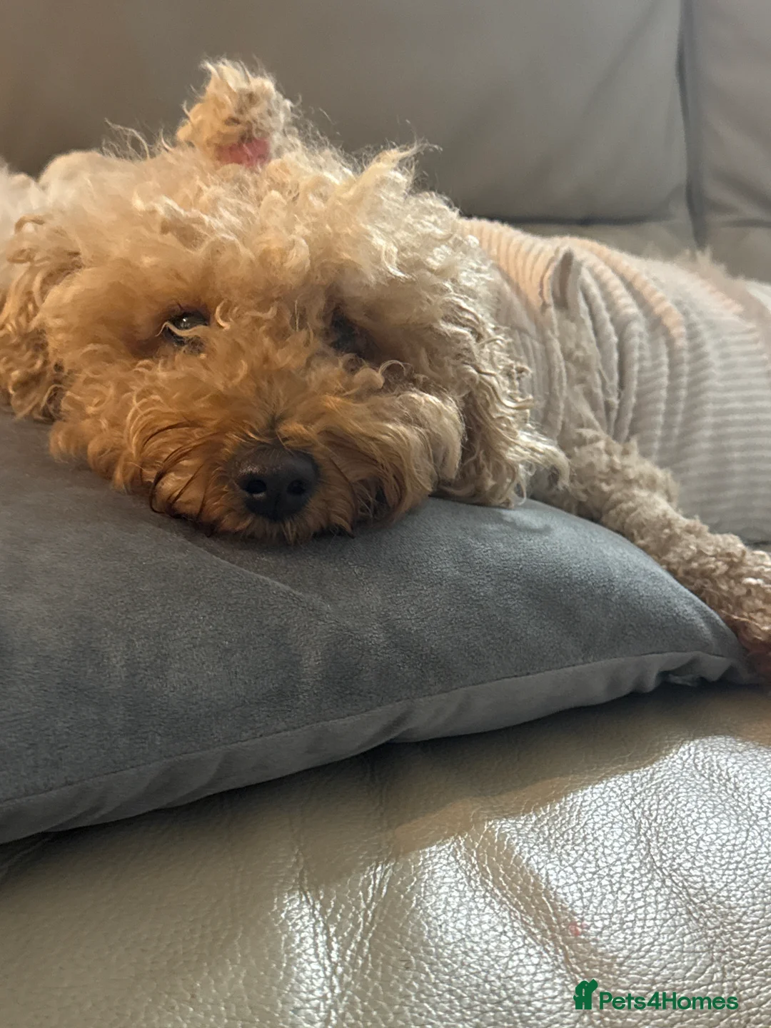 Poochon dogs for sale: Female poochon ready to leave  - Advert 3