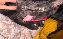 British Longhair cats for sale: Beautiful 10 week old kitten  - Image 3