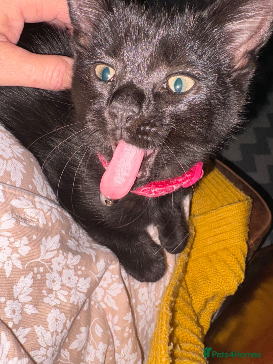 British Longhair cats for sale: Beautiful 10 week old kitten  - Image 3