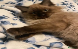 Ragdoll cats for sale: Ragdoll kittens  - Image 2