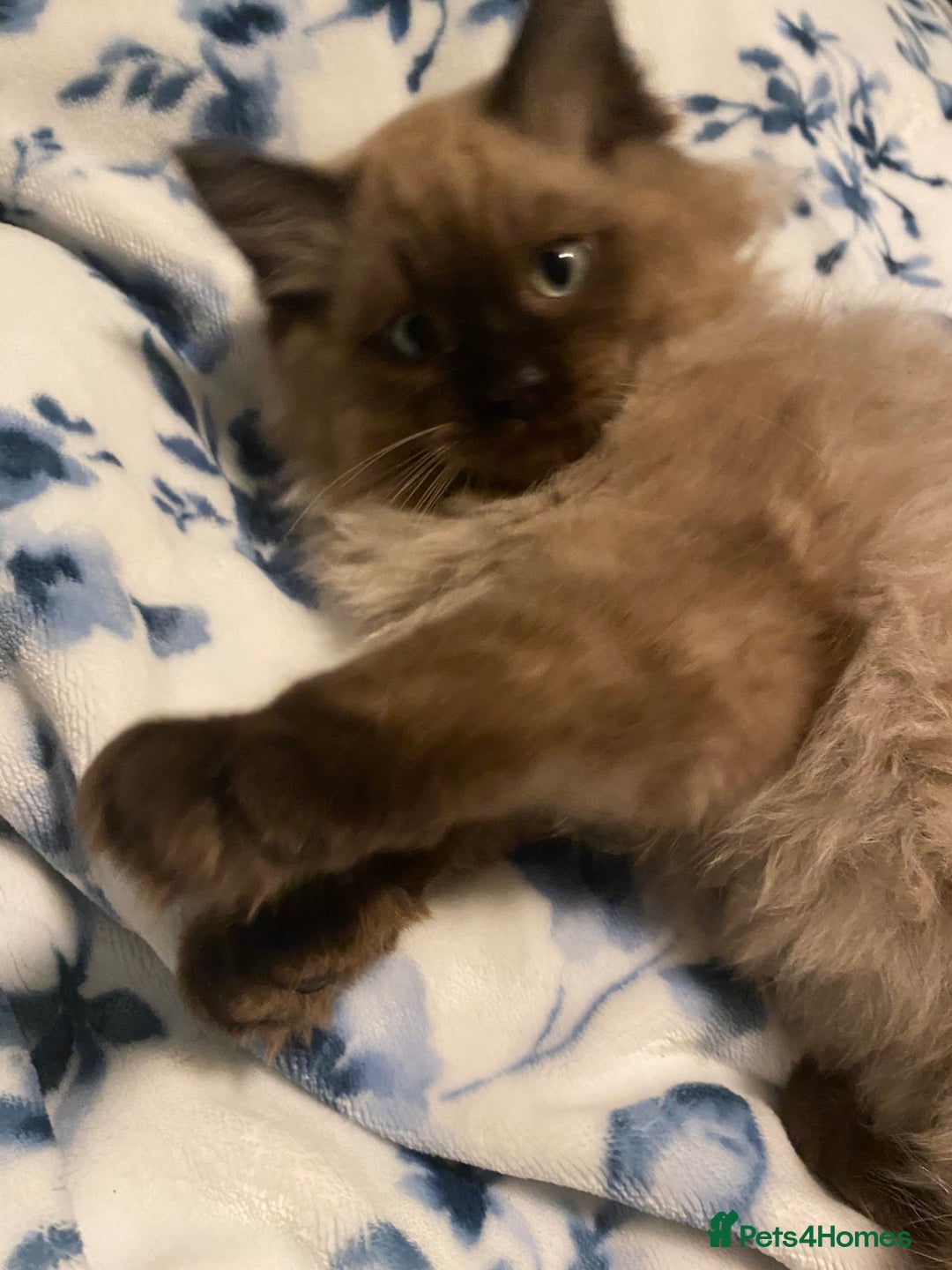 Ragdoll cats for sale: Ragdoll kittens  - Image 2