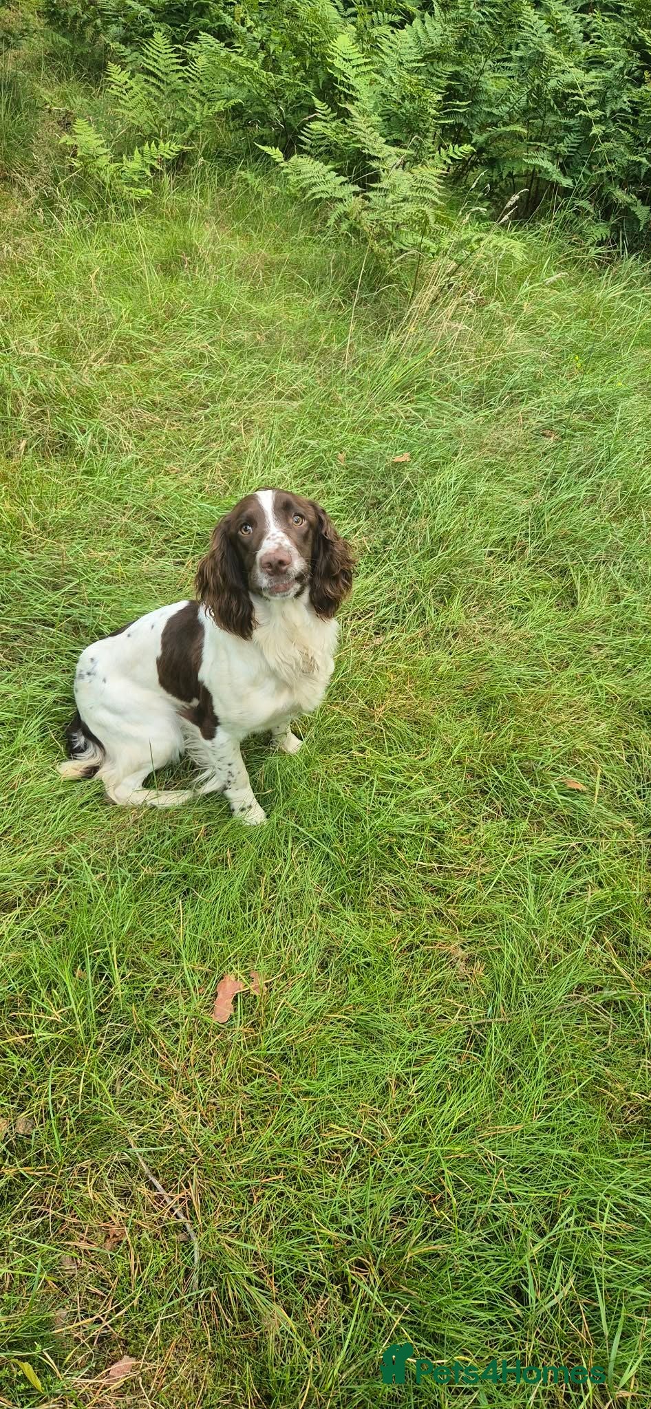 English Springer Spaniel dogs Springer spaniel bitch - Advert 5