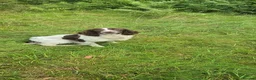 English Springer Spaniel dogs for sale: Springer spaniel bitch - Advert 1