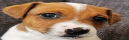 Jack Russell dogs for sale: Superb Veterinary Docked working Jack Russells - Advert 4