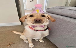 Labrador Retriever dogs for sale: Working Lab, Lovers - Image 4