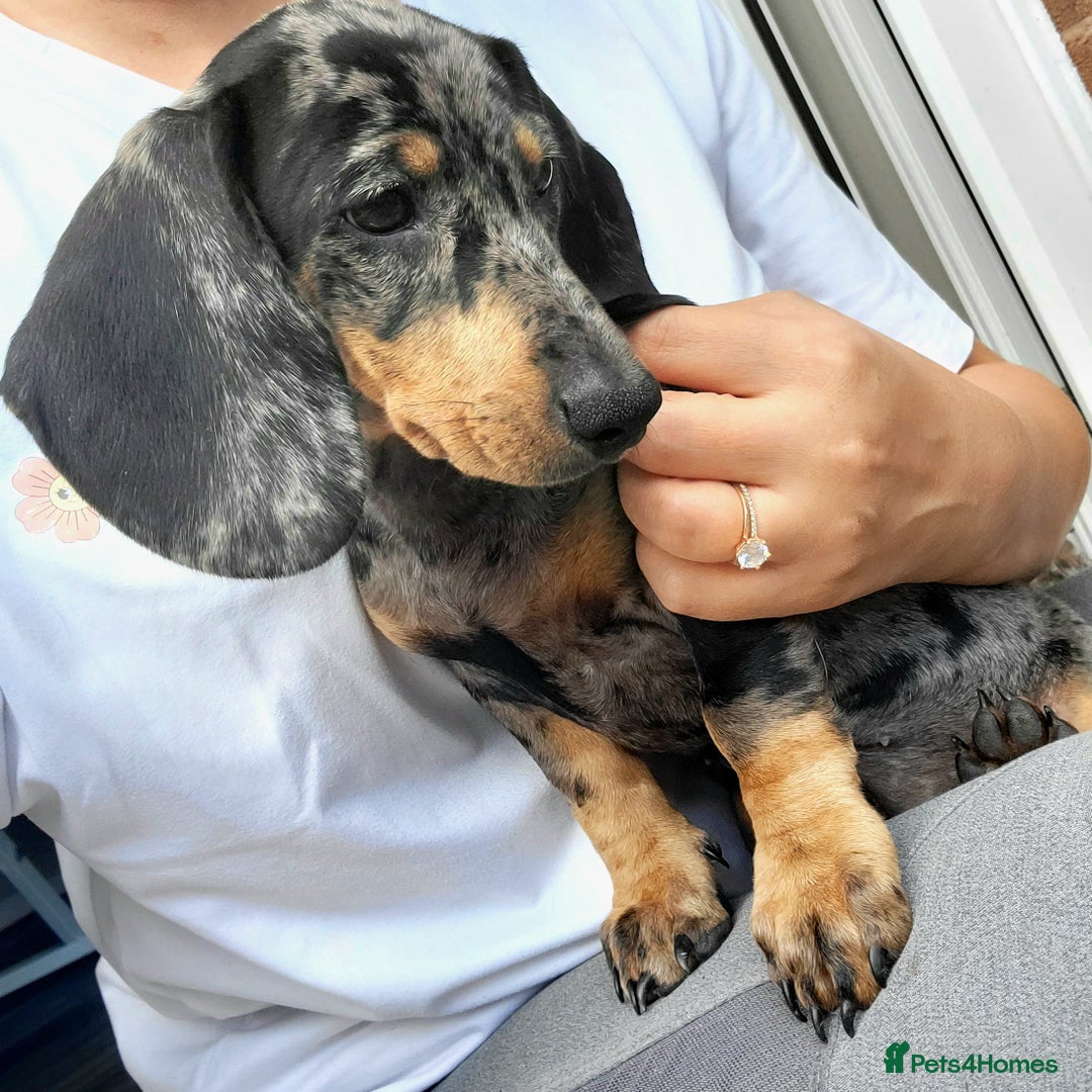 Dachshund dogs for sale: Kc Standard Dachshunds  - Image 25