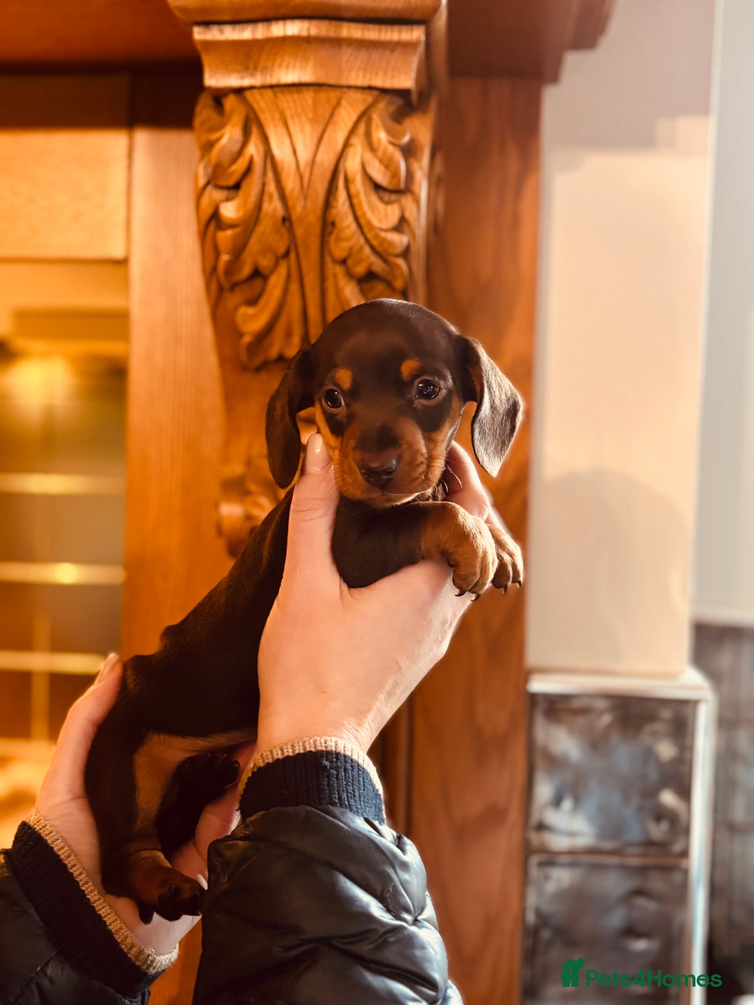 Miniature Dachshund dogs for sale: Stunning Smooth coat mini dashy girl available - Advert 7
