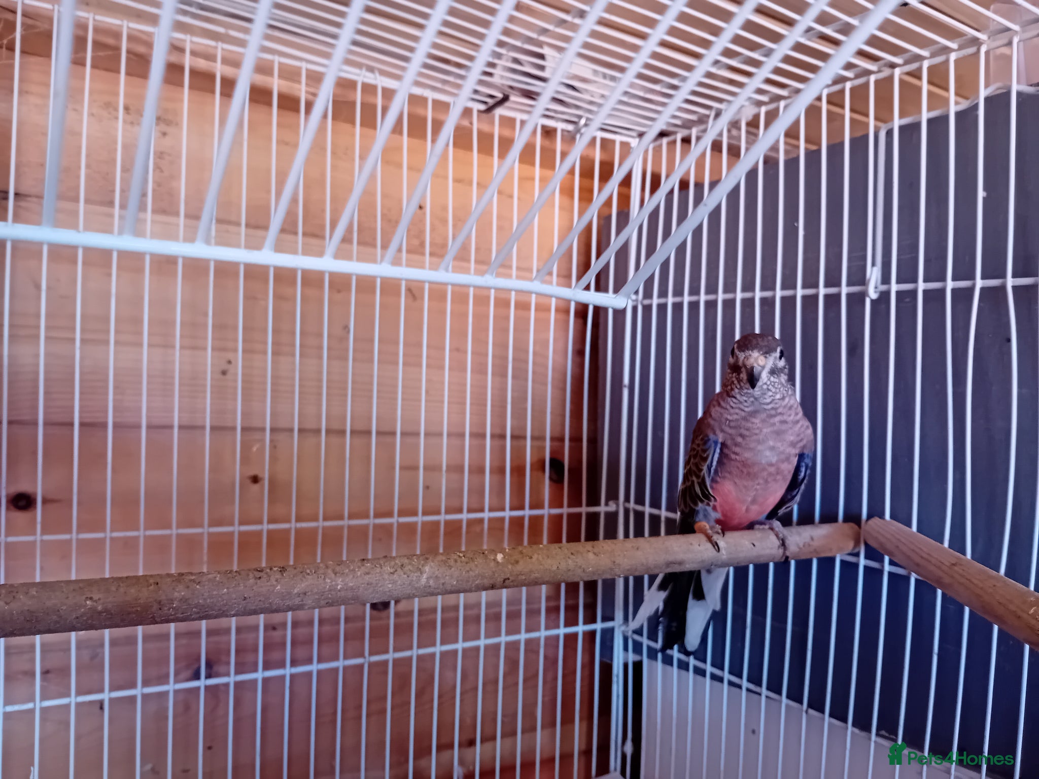 Parrots birds Bourkes  - Advert 3