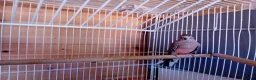 Parrots birds for sale: Bourkes  in Barnsley - Advert 1