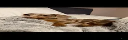 Miniature Dachshund dogs for stud: Isabella & tan miniature Dachshund stud  - Advert 11